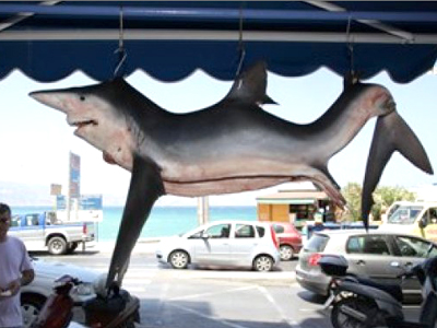 Τεράστιος γαλέος στο Ηράκλειο